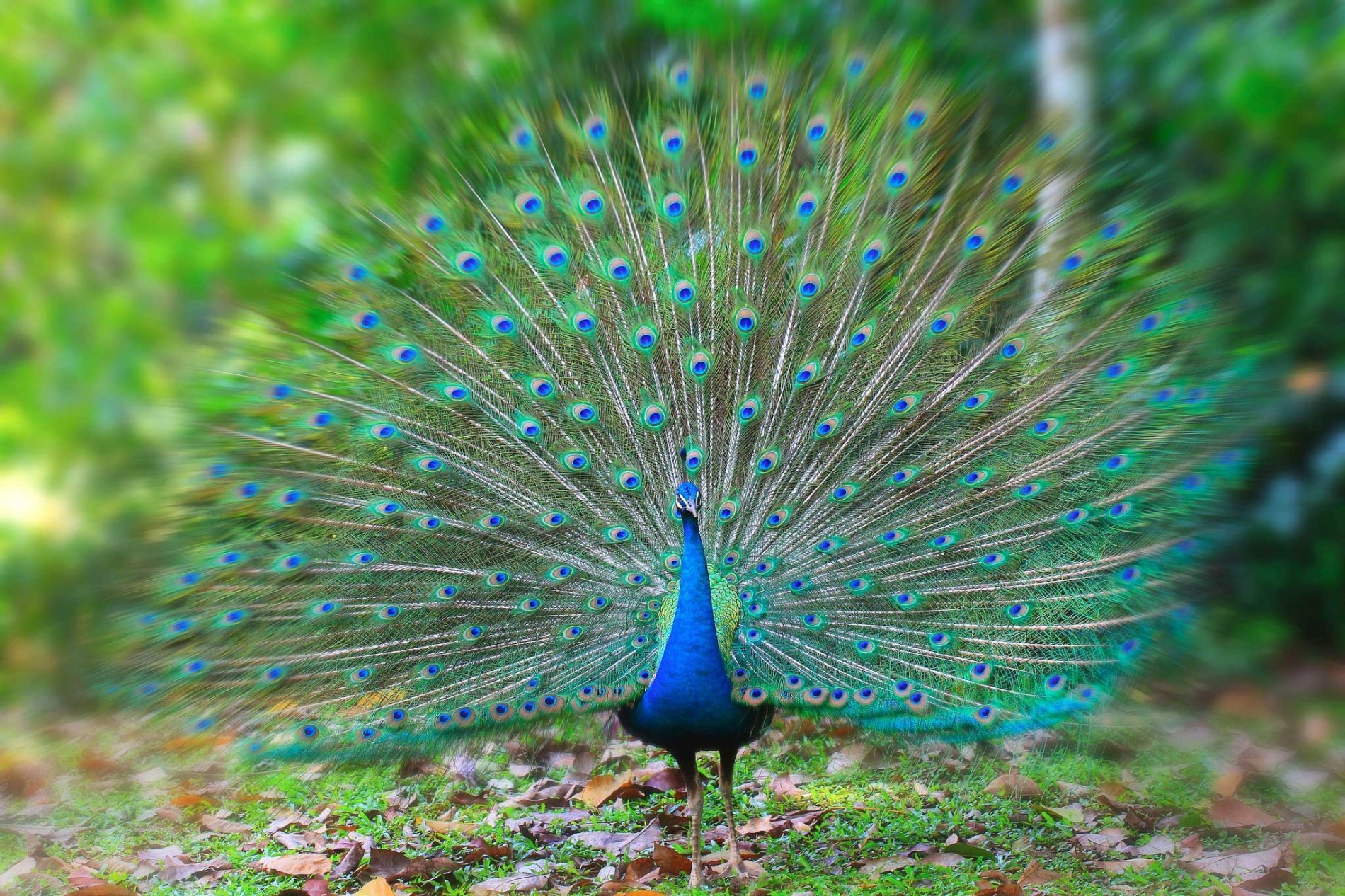Peacock-1