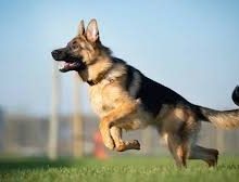 जवानों को बचाने के लिए दुश्मन पर टूट पड़ा फैंटम 19